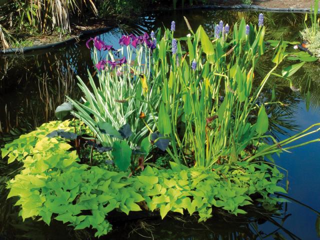 Выбираем водные растения для искусственного пруда: особенности ухода Какие выбрать растения для пруда