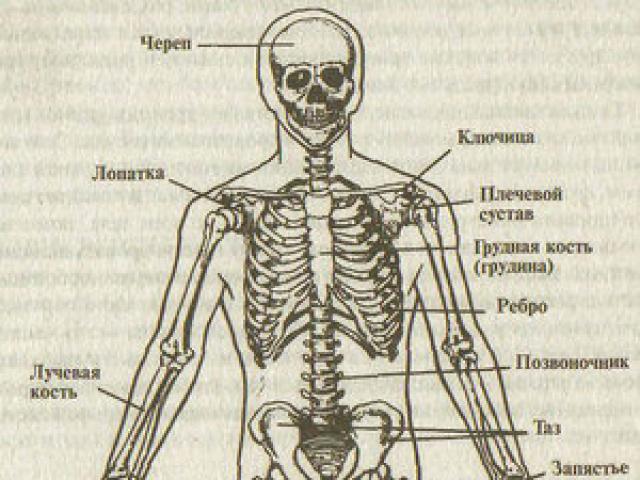 Скелет человека и его функции
