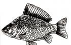 Druhy rýb na chov v umelých nádržiach a rybích farmách