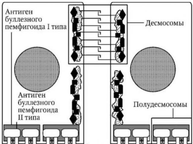 Open Library - otvorená knižnica vzdelávacích informácií Koža, jej štruktúra a fyziológia