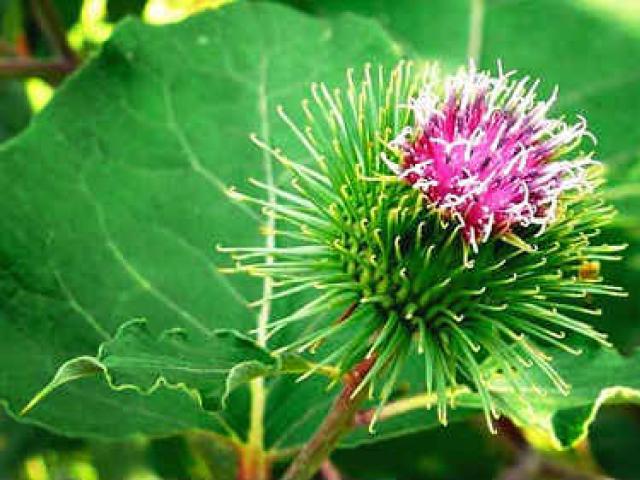 बर्डॉक के औषधीय और लाभकारी गुण बर्डॉक फूल के औषधीय गुण और मतभेद