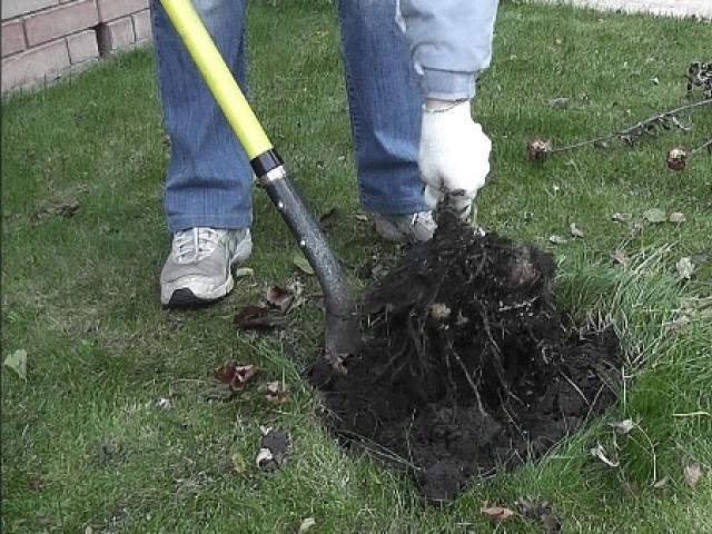 Кога да копаем далии през есента и как да ги съхраняваме