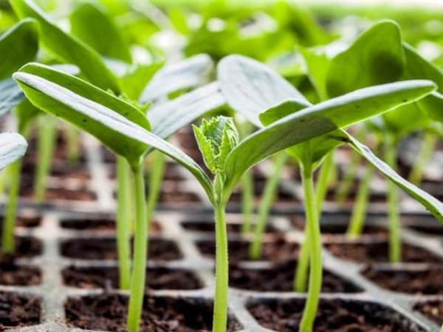Кога и как да засадите краставици в открит терен със семена или разсад