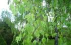 وصف البتولا: أنواع الأشجار التي تنمو فيها وخصائصها المفيدة
