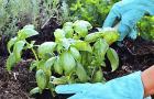 Liečivé rastliny v krajine - výsadba a starostlivosť