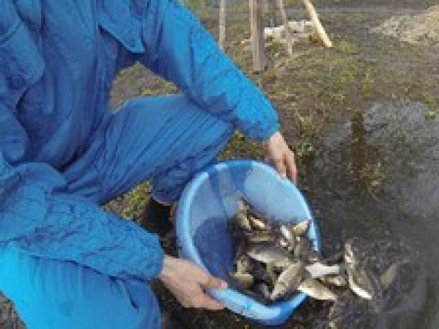 देश के तालाब में मछली का प्रजनन कैसे करें, किस प्रकार की मछली का प्रजनन बेहतर है?