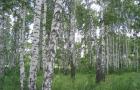 Береза обыкновенная: описание и свойства древесины