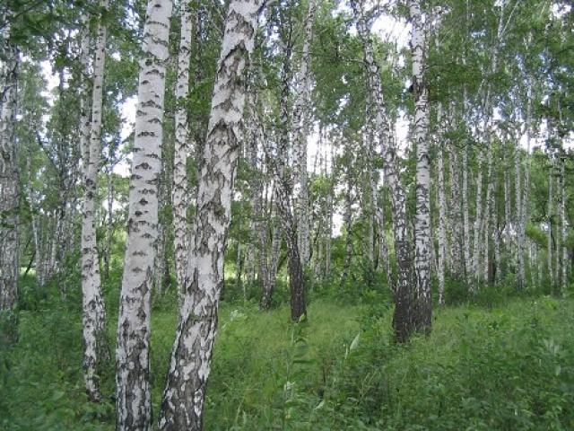 Обикновена бреза: описание и свойства на дървесината