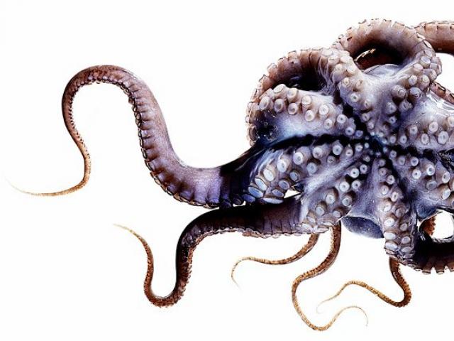 Octopusul poate ataca o persoană în apă