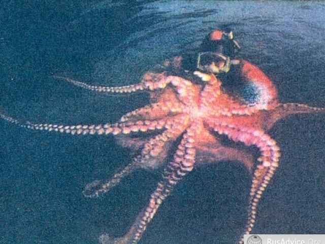 Cele mai mari caracatițe din lume