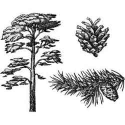 Pine, или дърво-лекар, произвеждащи кехлибар