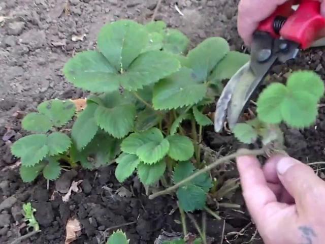 Как да се грижим за ягодите през пролетта: съвети от опитни градинари