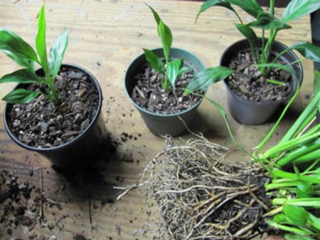 Anthurium și spathiphyllum: reproducere și îngrijire corespunzătoare